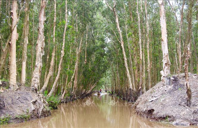 Trong ảnh: Rừng tràm Trà Sư có hệ thống động thực vật phong phú và được ngành du lịch An Giang trú trọng đầu tư phát triển thành khu du lịch quốc gia trong thời gian tới. Ảnh: Thanh Sang-TTXVN